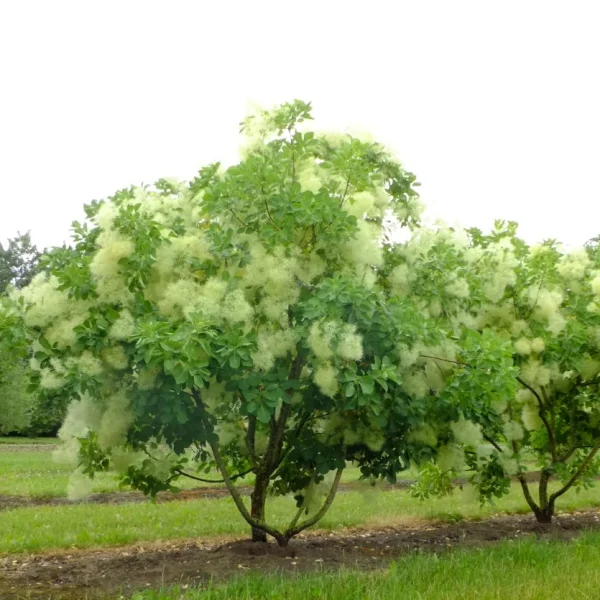 Cotinus coggygria – Cotinus coggygria