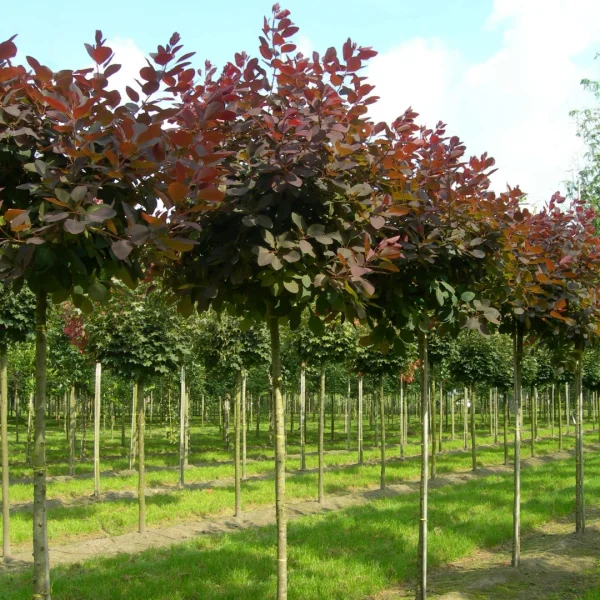 Cotinus 'Grace' – Cotinus 'Grace'