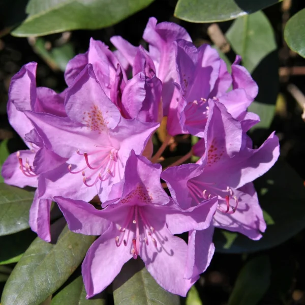 Rhododendron 'Catawbiense Boursault' – Rhododendron 'Catawbiense Boursault'