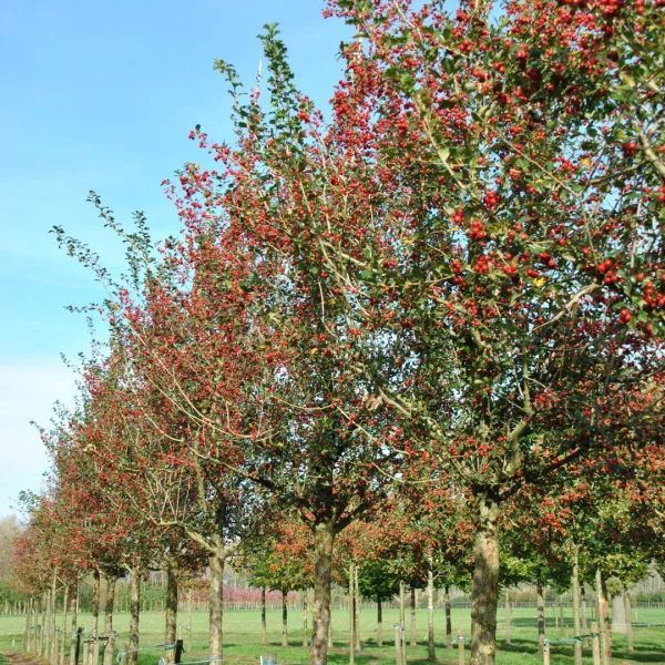Crataegus ×grignonensis – Crataegus ×grignonensis