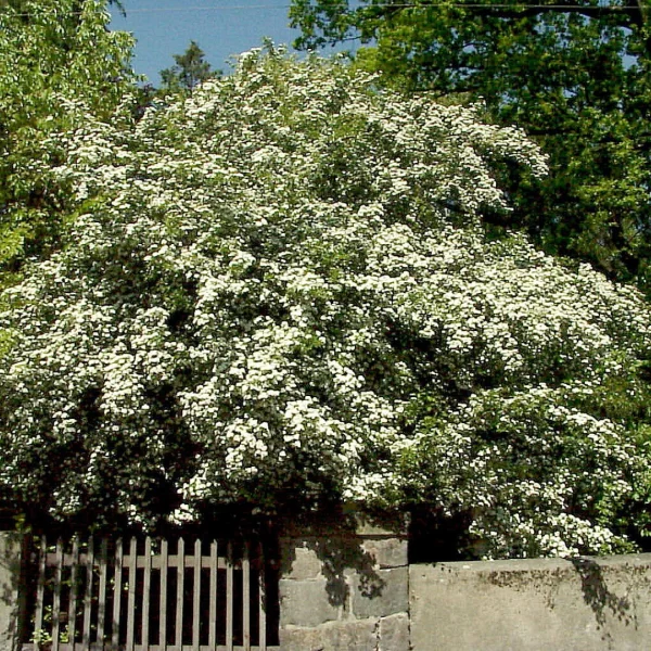 Crataegus laevigata – Zweigriffiger Weißdorn,  Gemeiner Weißdorn