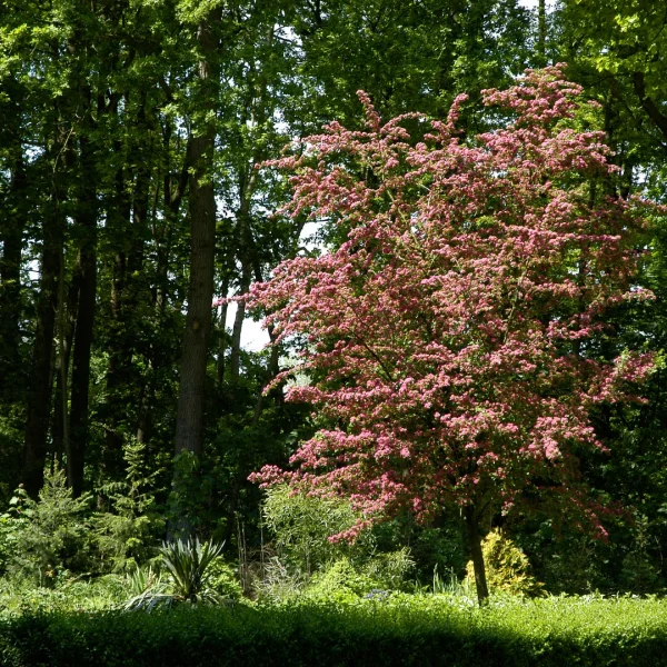 Crataegus ×media 'Paul's Scarlet' – Echter Rotdorn