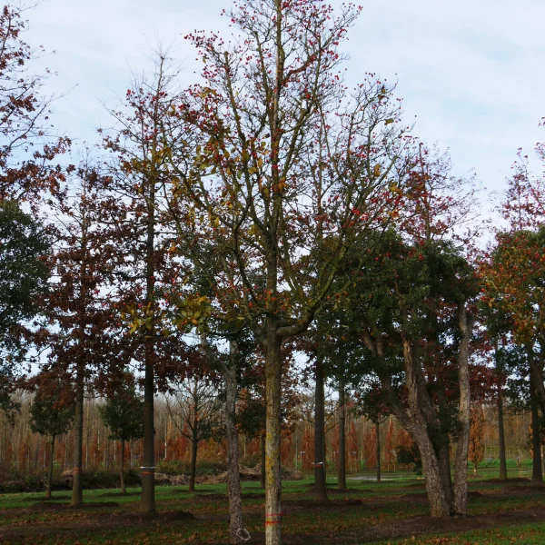 Crataegus ×lavalleei – Crataegus ×lavalleei