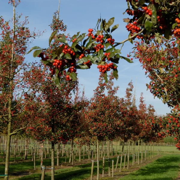 Crataegus ×lavalleei 'Carrierei' – Weißdorn