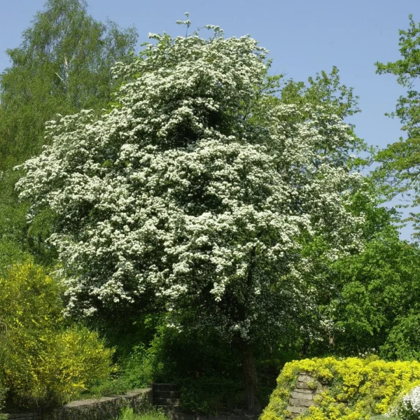 Crataegus monogyna – Eingriffiger Weißdorn
