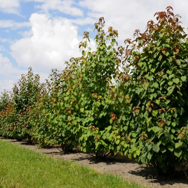 Davidia involucrata – Taubenbaum