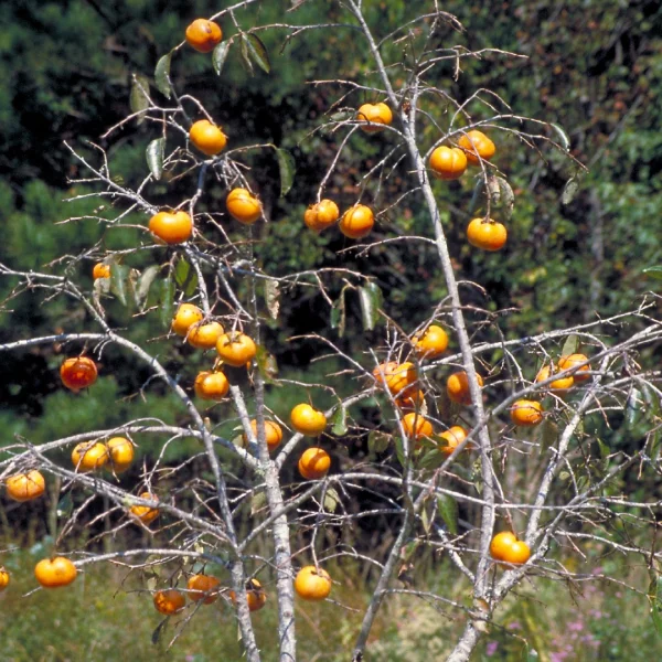 Diospyros kaki – Kakipflaume
