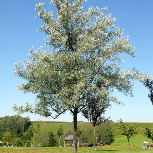 Elaeagnus angustifolia – Schmalblättrige Ölweide