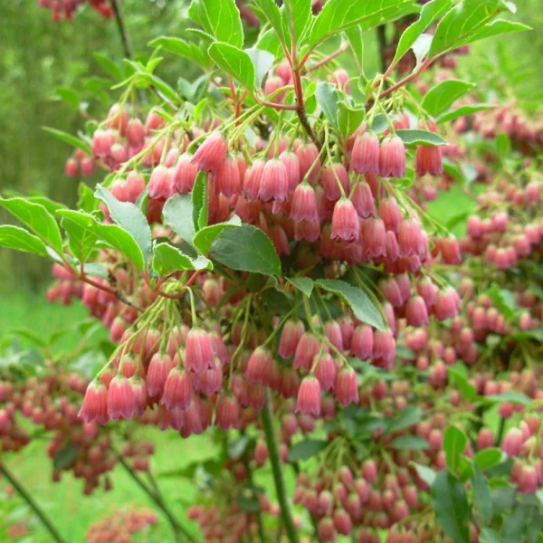 Enkianthus campanulatus – Enkianthus campanulatus