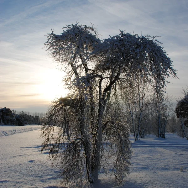 Acer palmatum 'Green Lace' – Acer palmatum 'Green Lace'