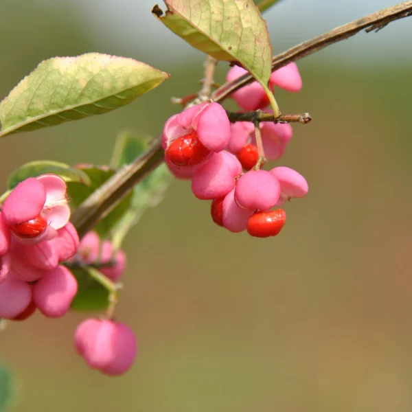 Euonymus europaeus – Europäischer Spindelbaum, Echtes Pfaffenhütchen