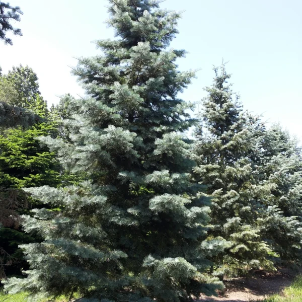 Abies concolor – Colorado-Tanne, Grau-Tanne