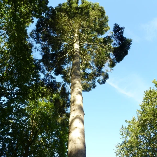 Abies grandis – Riesen-Tanne