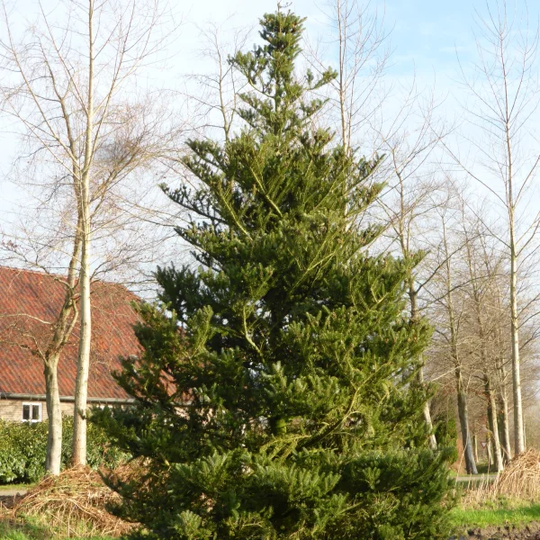 Abies koreana – Korea-Tanne