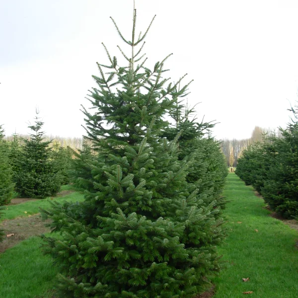 Abies nordmanniana – Nordmanns-Tanne, Kaukasus-Tanne