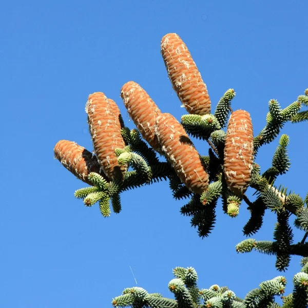 Abies pinsapo – Pinsapo-Tanne, Spanische Tanne