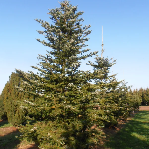 Abies veitchii – Veitch-Tanne