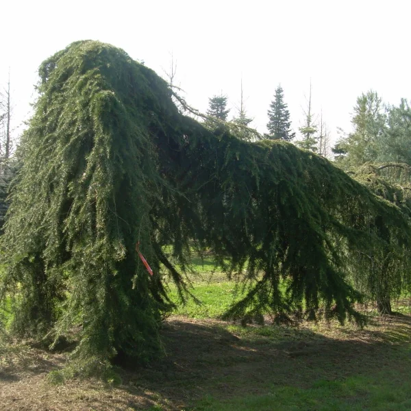 Cedrus deodara 'Pendula' – Cedrus deodara 'Pendula'