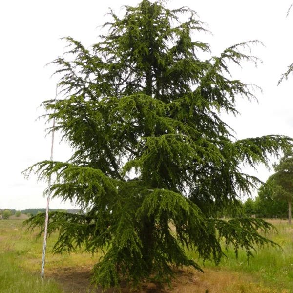 Cedrus libani subsp. atlantica – Atlas-Zeder