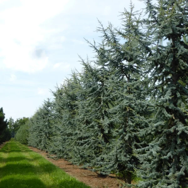 Cedrus libani 'Glauca' – Blaue Atlas-Zeder