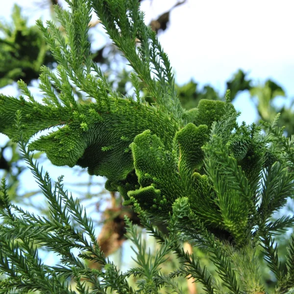 Cryptomeria japonica 'Cristata' – Hahnenkamm-Sicheltanne