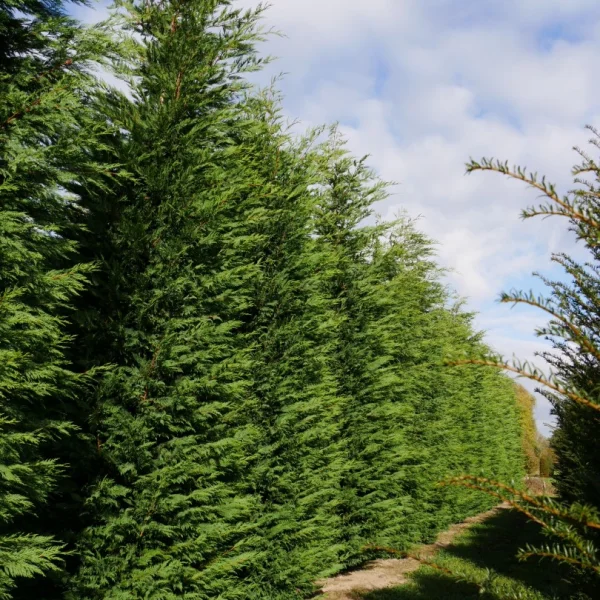 × Cupressocyparis leylandii – Bastardzypresse, Leylandzypresse