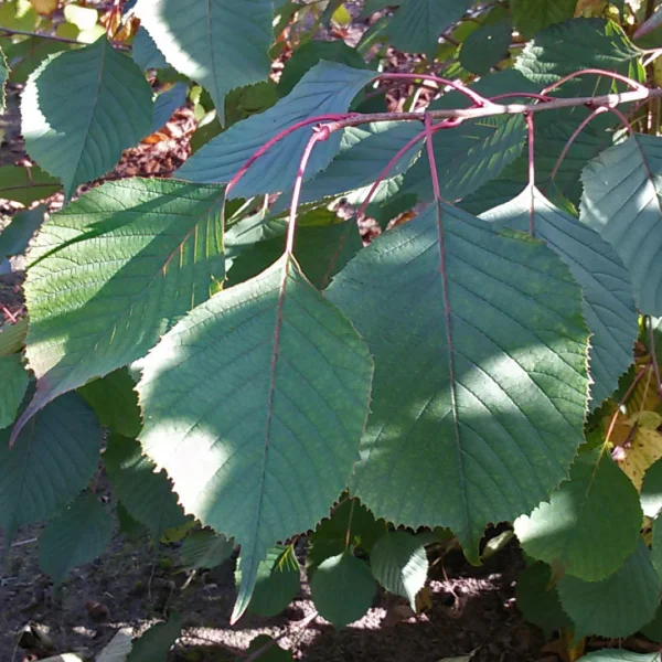 Euptelea pleiosperma – Franchets Schönulme