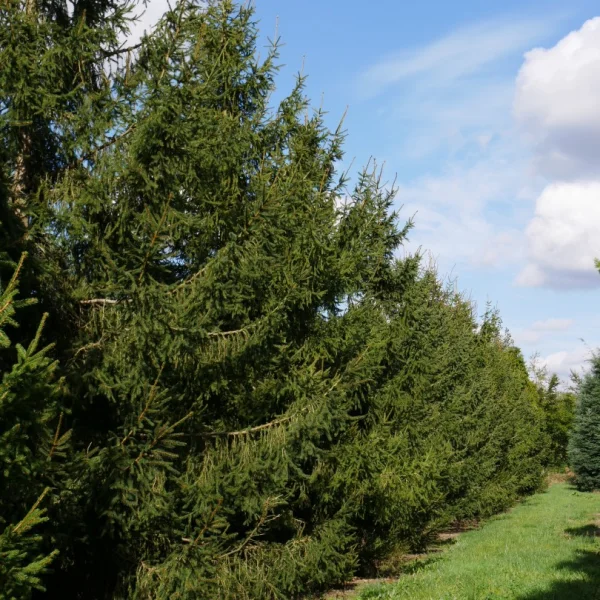 Picea abies – Fichte, Rotanne