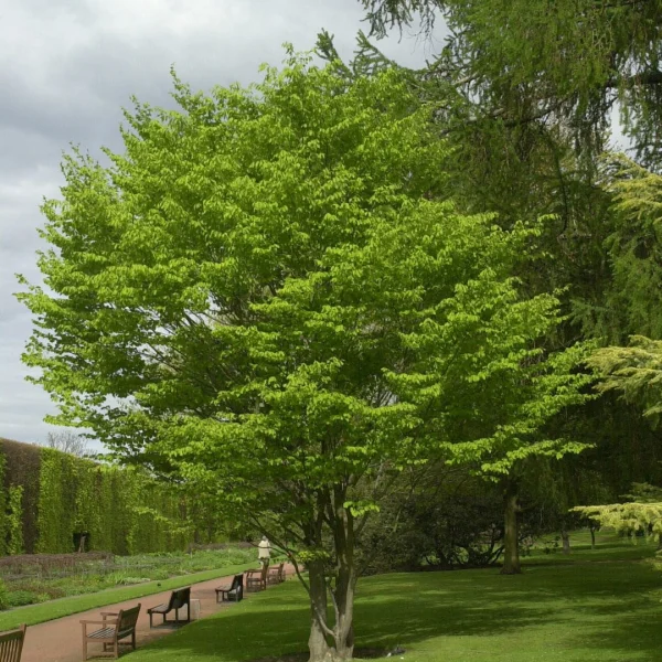 Fagus engleriana – Buche engleriana, Chinesische Buche