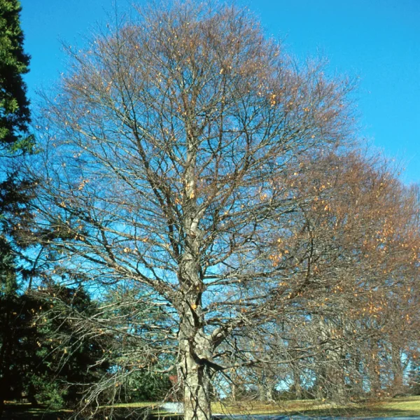 Fagus grandifolia – Amerikanische Buche