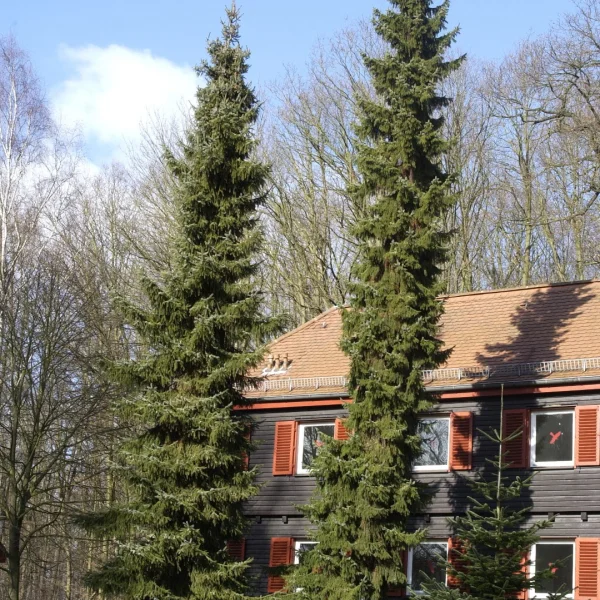 Picea omorika – Serbische Fichte, Omorika-Fichte