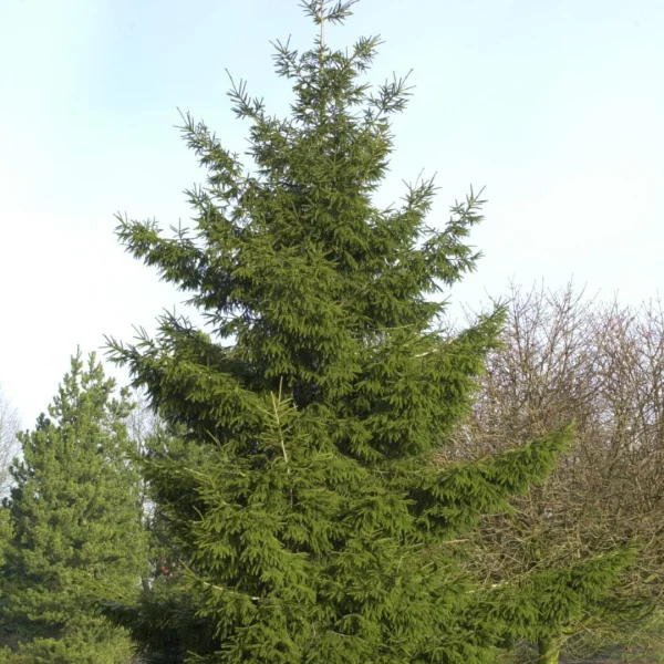 Picea orientalis – Kaukasus-Fichte, Sapindus-Fichte
