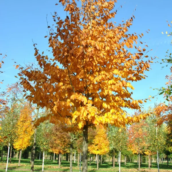 Fagus orientalis – Orientalische Buche