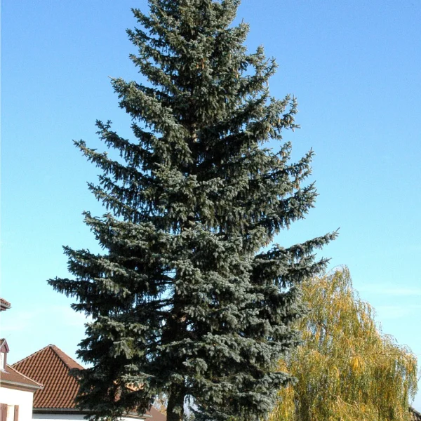 Picea pungens f. glauca – Blau-Fichte