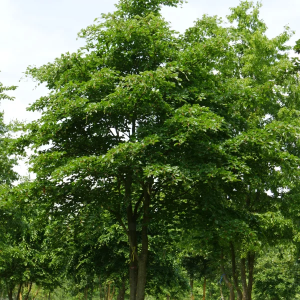 Fagus sylvatica – Rot-Buche, Gemeine Buche, Waldbuche