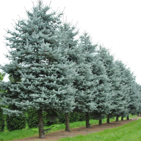 Picea pungens 'Blue Diamond' – Picea pungens CHRISTMAS BLUE (‘Blue Diamond’)