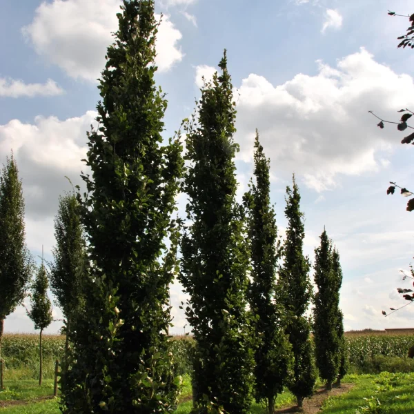 Fagus sylvatica 'Anniek' – Fagus sylvatica 'Anniek'