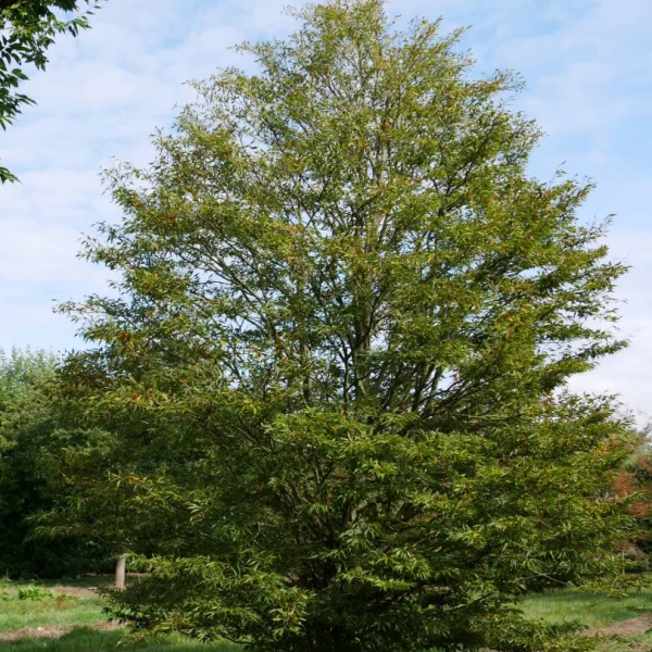 Fagus sylvatica 'Aspleniifolia' – Farnblättrige Rot-Buche