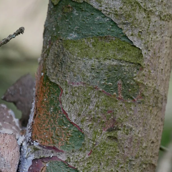 Pinus bungeana – Bunges-Kiefer, Tempel-Kiefer