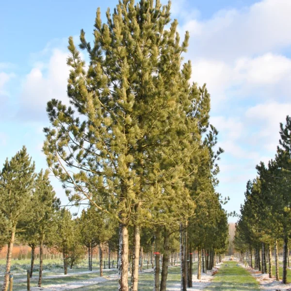 Pinus cembra – Zirbel-Kiefer, Arve