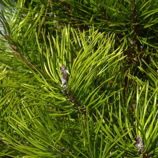 Pinus contorta – Dreh-Kiefer