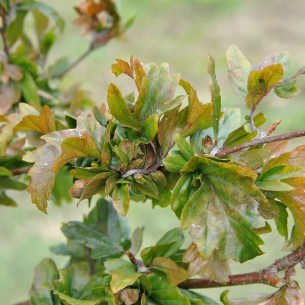 Fagus sylvatica 'Brathay Purple' – Fagus sylvatica 'Brathay Purple'