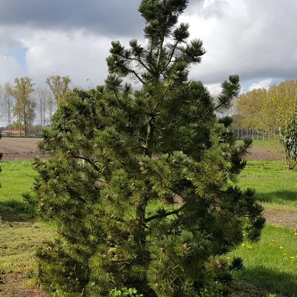 Pinus heldreichii – Panzer-Kiefer, Schlangenhaut-Kiefer