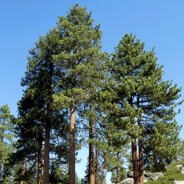 Pinus jeffreyi – Jeffreyi-Kiefer