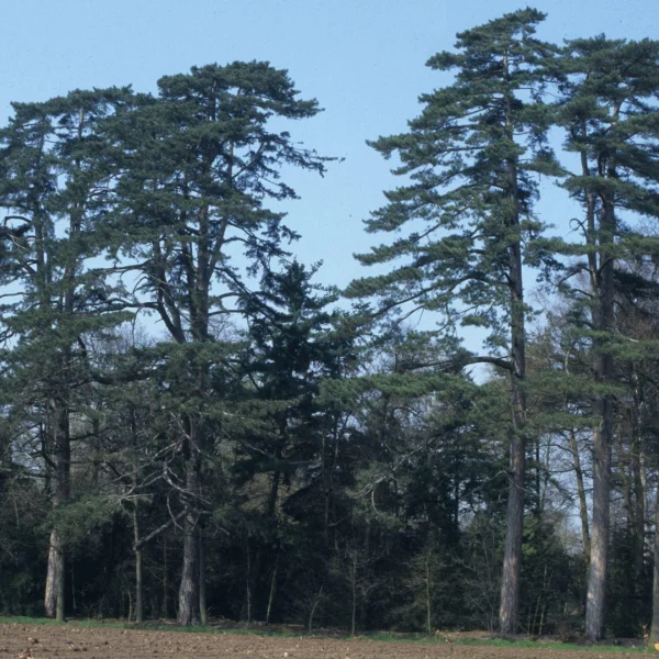 Pinus nigra subsp. laricio – Korsische Schwarz-Kiefer