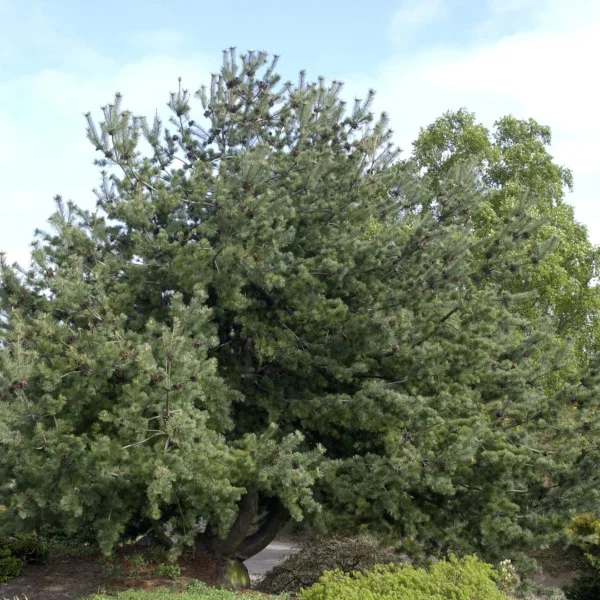Pinus parviflora – Pinus parviflora
