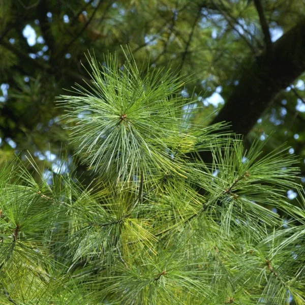 Pinus strobus – Weymouths-Kiefer