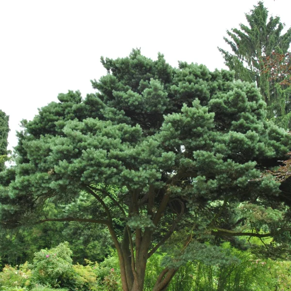 Pinus sylvestris 'Watereri' – Strauch-Wald-Kiefer