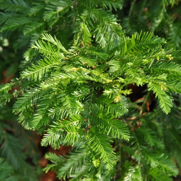 Sequoia sempervirens – Küsten-Sequoie