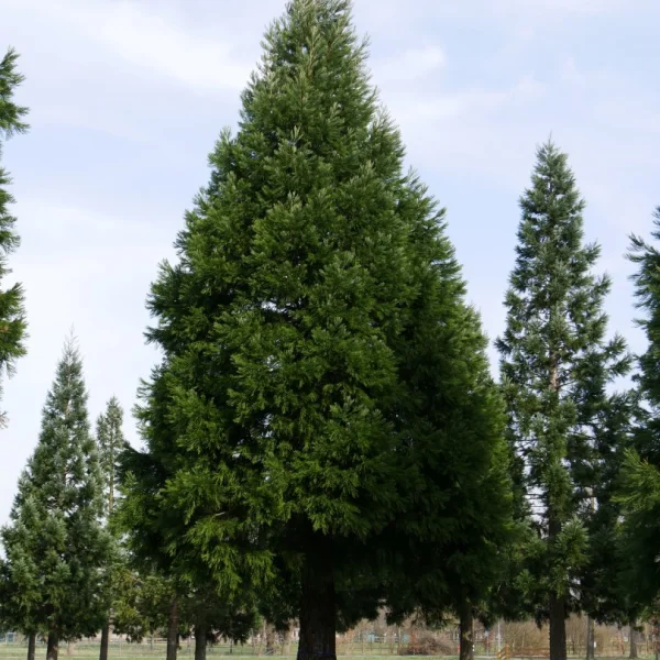 Sequoiadendron giganteum – Mammutbaum